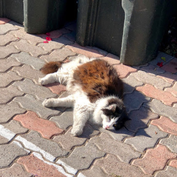 Meet your Posher, Cynthia - Picture 1 of 1